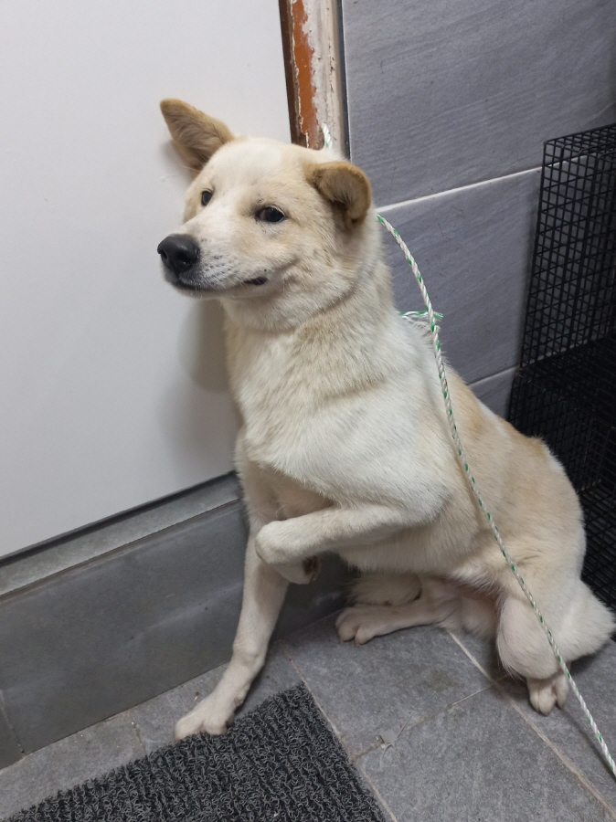 이성준동물병원_441408202401525